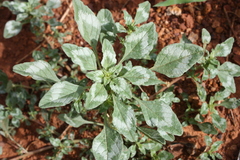 Amaranthus graecizans subsp. thellungianus
